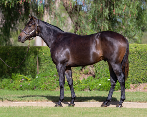 Lot 121: Artorius / Flippity Lass