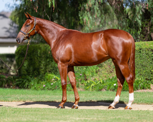Lot 151: All Too Hard / Kotys