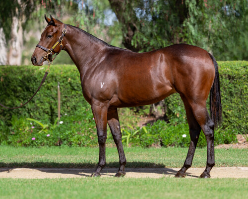Lot 184: Exceedance / Night War