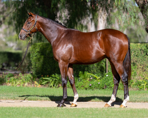 Lot 196: Supido / Pocket Power (USA)