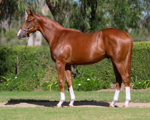 Lot 206: Headwater / Ready to Order (NZ)