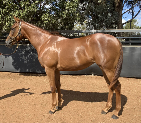 Lot 40: Captivant / Unanimous (USA)