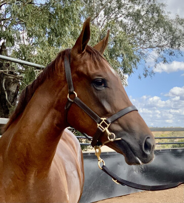 Lot 40: Captivant / Unanimous (USA)
