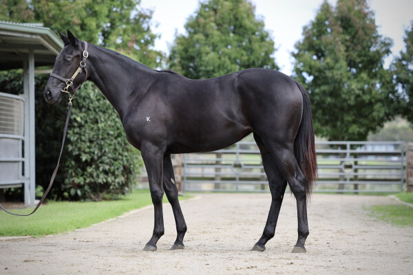 Lot 69: Capitalist / Anna Cecelia