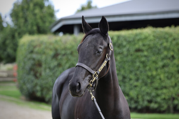 Lot 69: Capitalist / Anna Cecelia