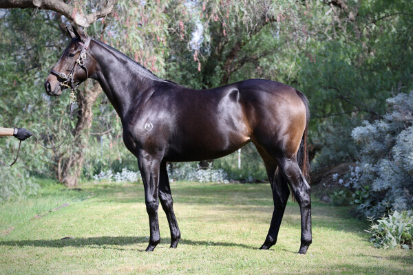 Lot 55: Alabama Express / Written in Snow