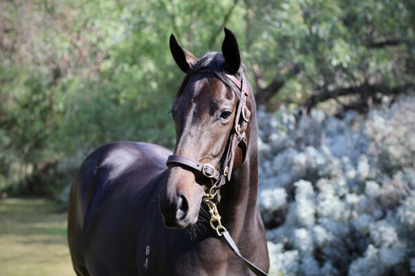 Lot 55: Alabama Express / Written in Snow