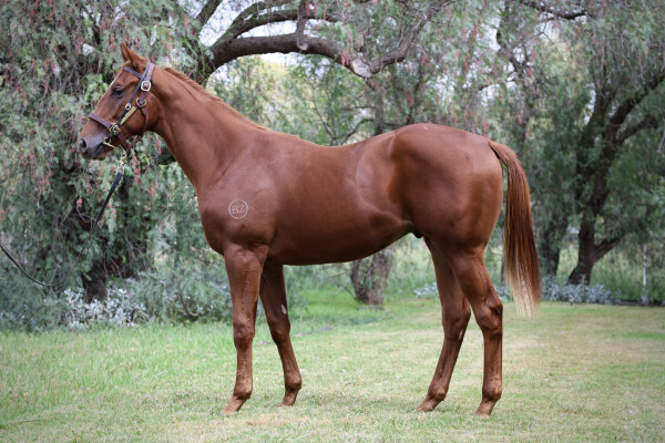 Lot 99: Nicconi / Cincinnati Red (NZ)