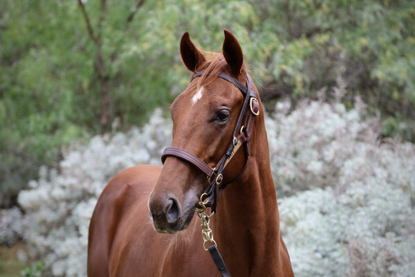 Lot 99: Nicconi / Cincinnati Red (NZ)