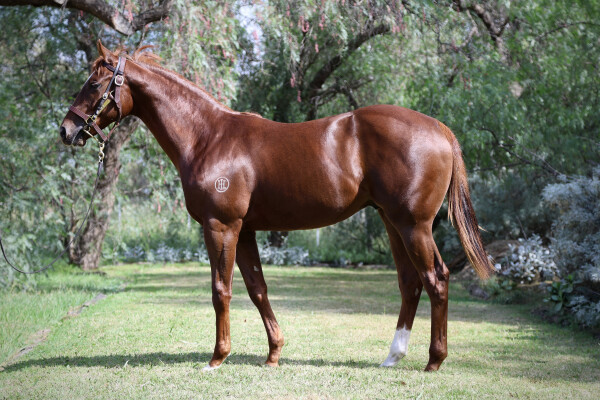 Lot 126: Harry Angel (IRE) / Golden Lustre