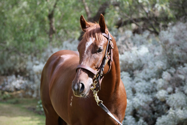 Lot 126: Harry Angel (IRE) / Golden Lustre