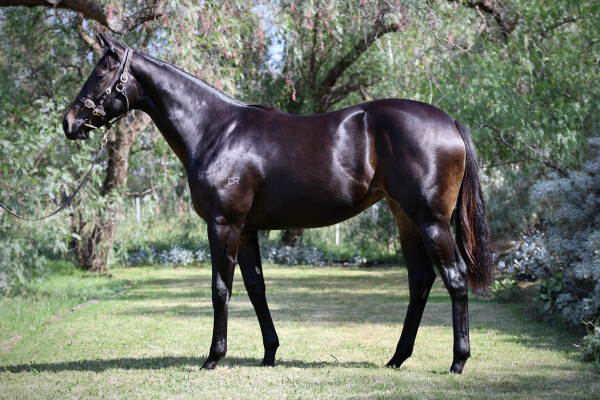 Lot 187: Royal Meeting (IRE) / Northwood Dream