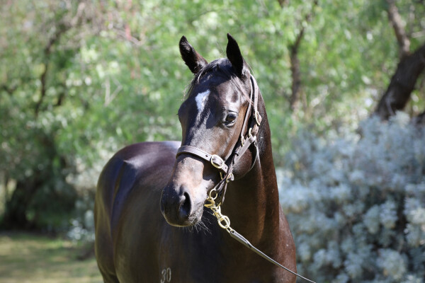 Lot 187: Royal Meeting (IRE) / Northwood Dream