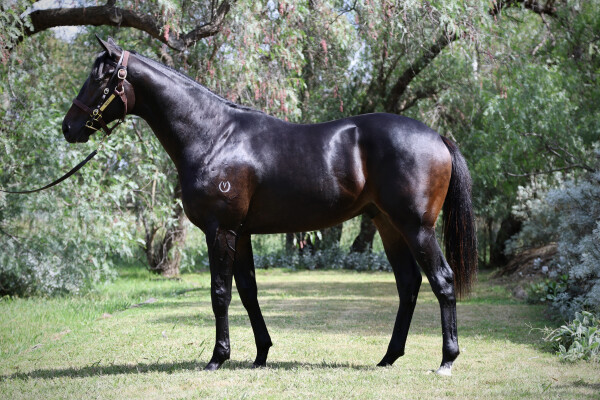 Lot 200: Grunt (NZ) / Princess Narine