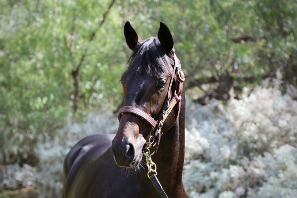 Lot 200: Grunt (NZ) / Princess Narine