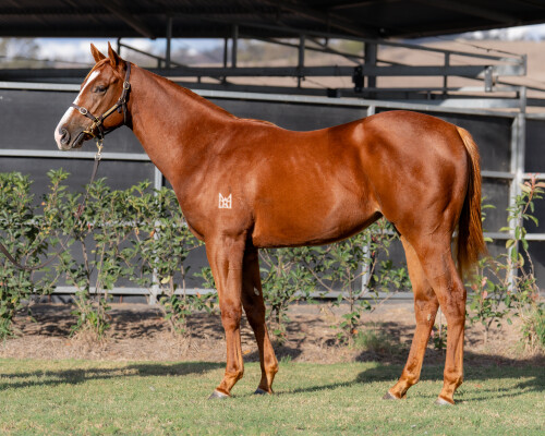 Lot 25: Time to Reign / Star Galaxy
