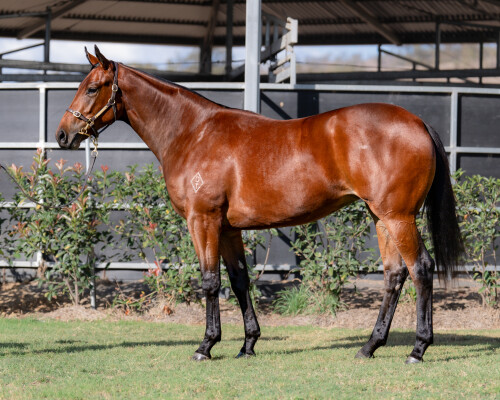 Lot 31: King's Legacy / Tenacity Miss