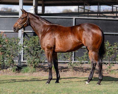 Lot 47: Tassort / Wake