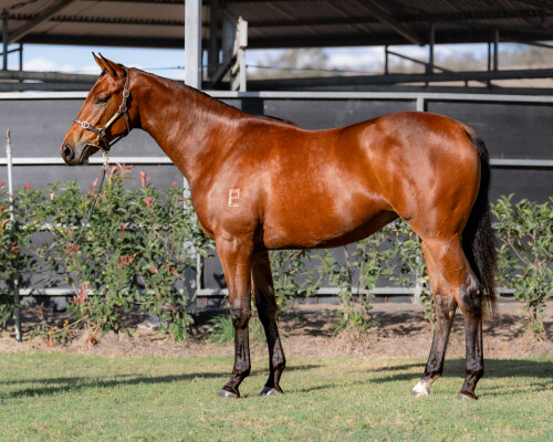Lot 62: State of Rest (IRE) / Affinee