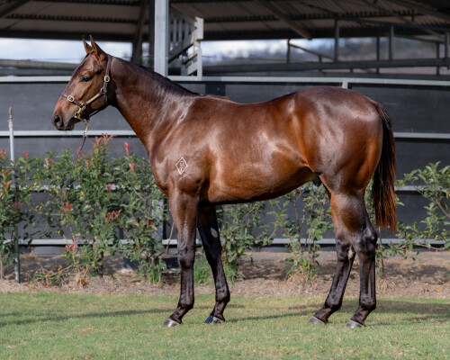Lot 81: Dubious / Blazing Ash