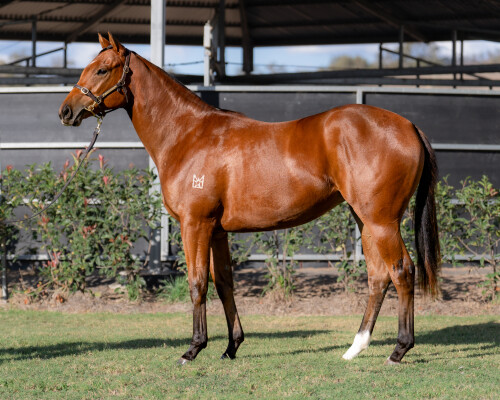 Lot 113: Artorius / Demand Attention