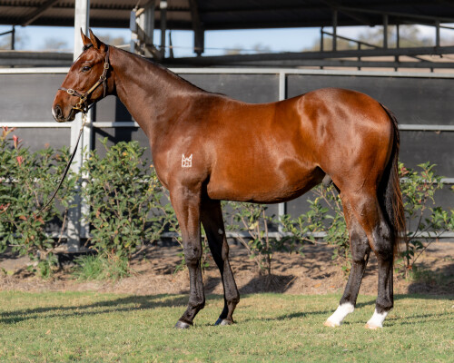 Lot 132: Time to Reign / High Fever (GER)