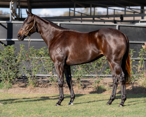 Lot 147: Wild Ruler / Jill's Charm