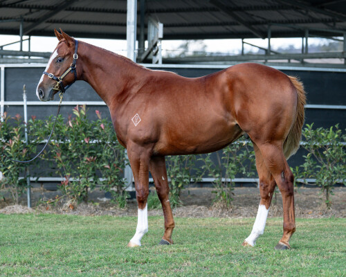 Lot 180: Time to Reign / Modda Miss