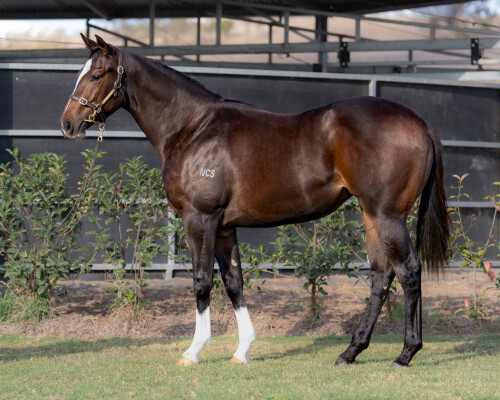Lot 212: Pariah / Rossarita