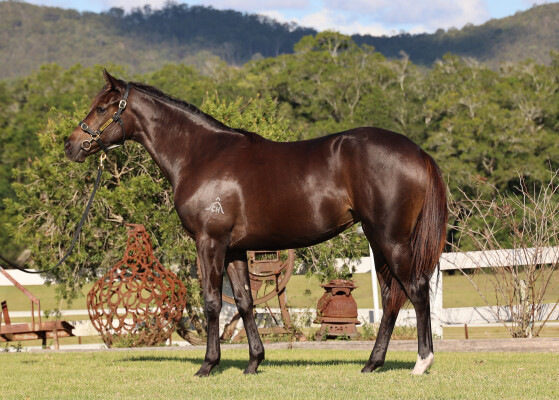 Lot 4: So You Think (NZ) / Santa Clara