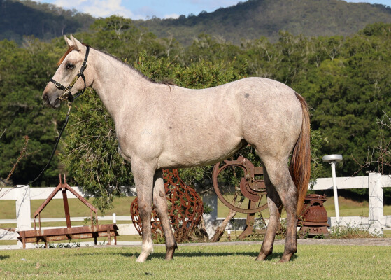 Lot 28: King's Legacy / Street Storm (USA)