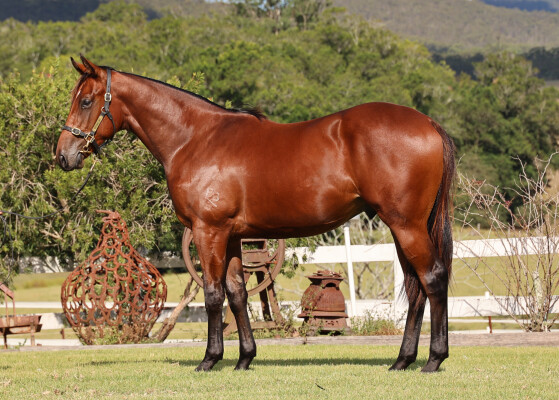 Lot 30: Acrobat / Sunsuzie