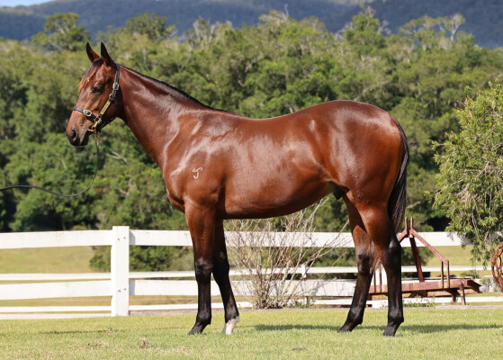 Lot 44: Hellbent / Verdier