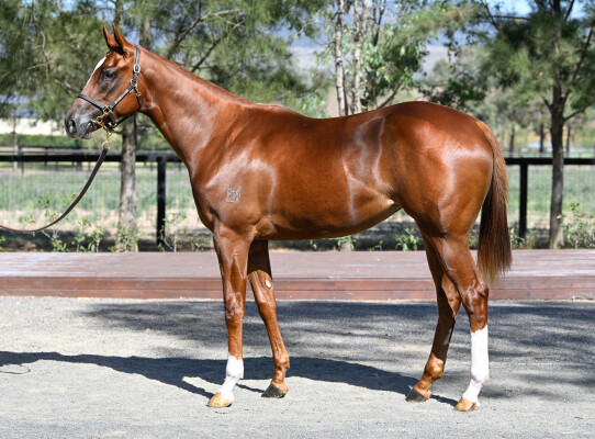 Lot 46: Russian Revolution / Volkoff