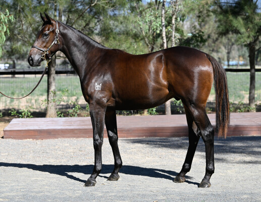 Lot 66: Tassort / Ancient Alpha