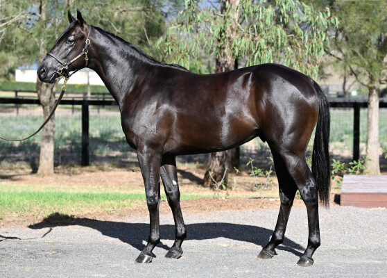 Lot 71: Artorius / Azarose (NZ)