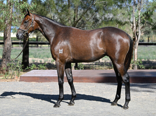 Lot 104: Capitalist / Col 'n' Lil