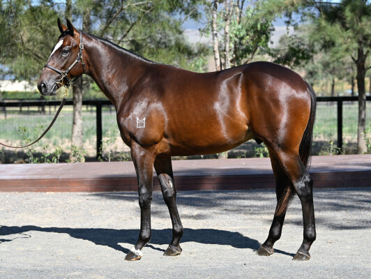 Lot 105: State of Rest (IRE) / Collins