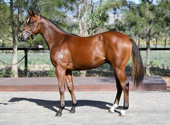 Lot 130: Home Affairs / Gwader Bay