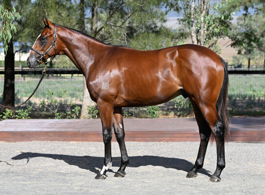 Lot 158: In the Congo / Left Reeling (NZ)