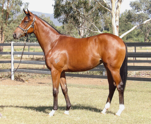 Lot 15: Jacquinot / Sky Flower (USA)