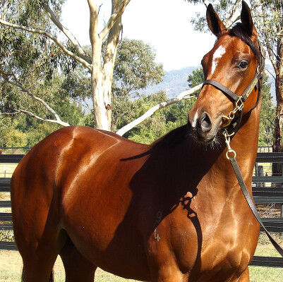 Lot 15: Jacquinot / Sky Flower (USA)