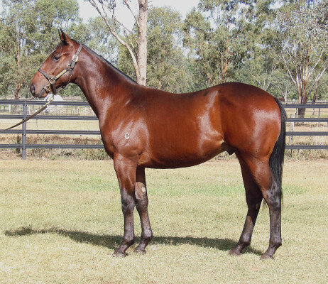 Lot 16: Blue Point (IRE) / Sliders