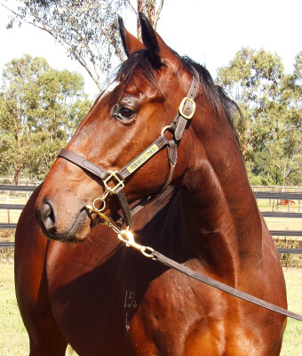 Lot 16: Blue Point (IRE) / Sliders