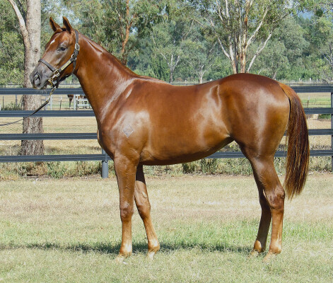 Lot 17: Bivouac / Smokin' Hussay