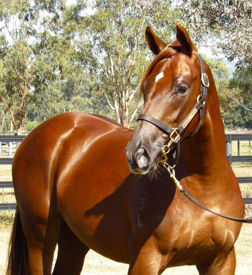 Lot 17: Bivouac / Smokin' Hussay