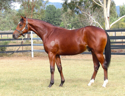 Lot 45: Dundeel (NZ) / Voila