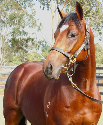 Lot 45: Dundeel (NZ) / Voila
