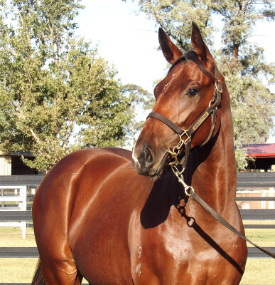 Lot 63: Smart Missile / All Too Scottish