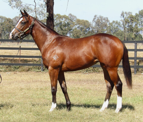 Lot 78: Acrobat / Belle Que